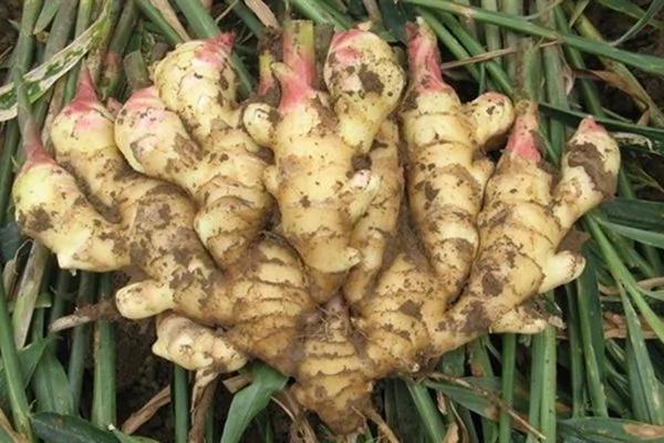 7-8月: 这种菜肿瘤医生全家必吃!