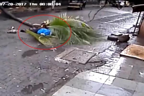 女主播被椰子树击中身亡 原因让百姓愤怒