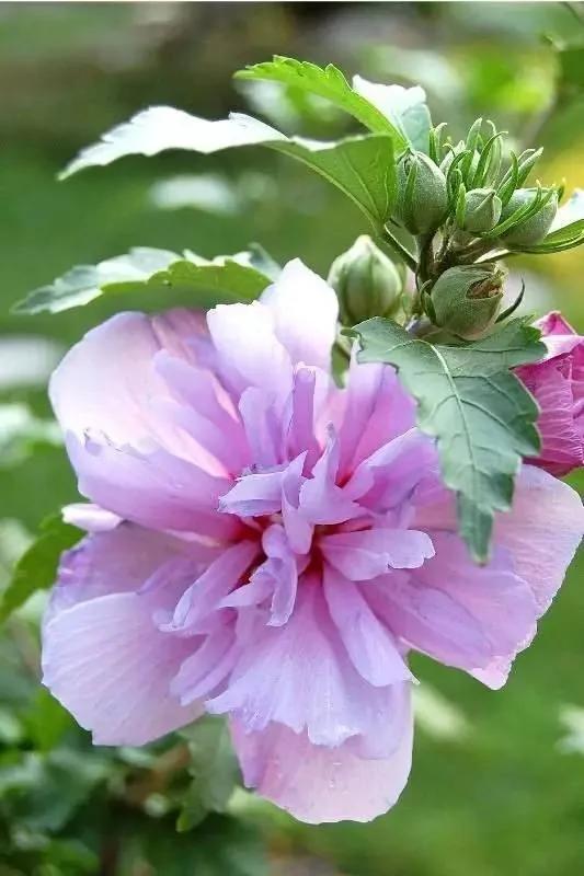 她在家里养盆这个 皮肤竟变得白嫩光滑 不花一分钱