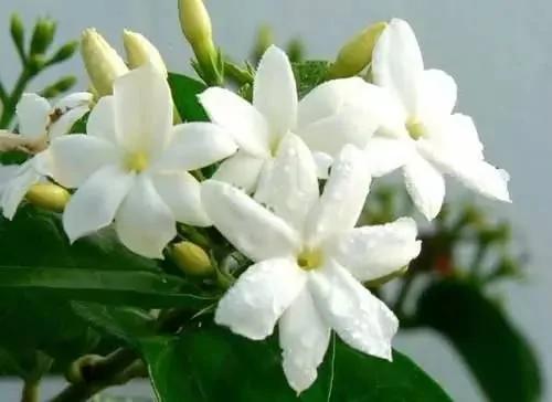 她在家里养盆这个 皮肤竟变得白嫩光滑 不花一分钱