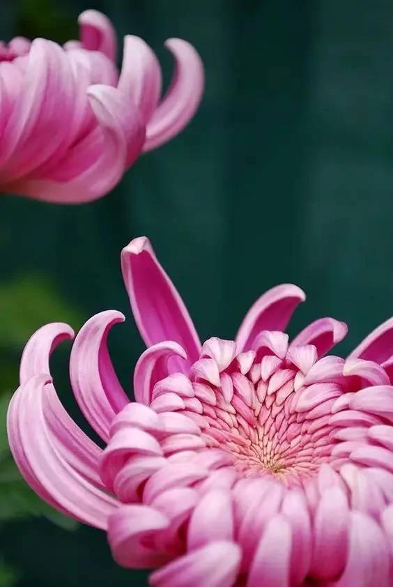 她在家里养盆这个 皮肤竟变得白嫩光滑 不花一分钱