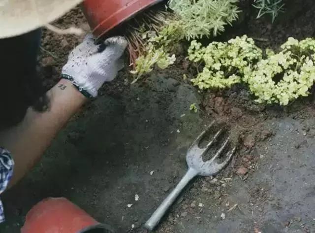 翻盆的时候放上这2样东西 花儿猛长拦都拦不住 1年的肥料钱都省了