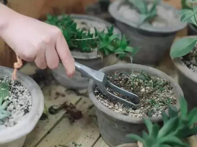 翻盆的时候放上这2样东西 花儿猛长拦都拦不住 1年的肥料钱都省了