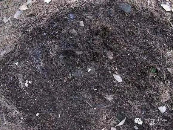 翻盆的时候放上这2样东西 花儿猛长拦都拦不住 1年的肥料钱都省了