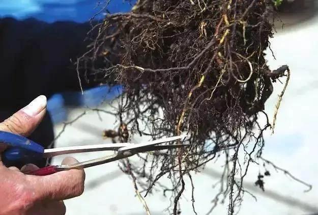 翻盆的时候放上这2样东西 花儿猛长拦都拦不住 1年的肥料钱都省了