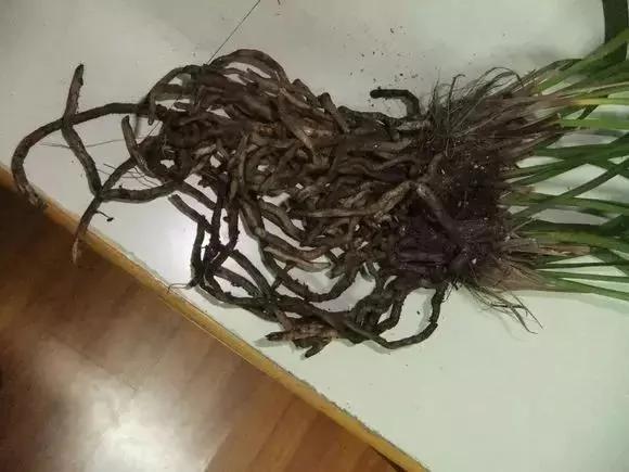 翻盆的时候放上这2样东西 花儿猛长拦都拦不住 1年的肥料钱都省了
