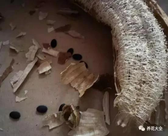 翻盆的时候放上这2样东西 花儿猛长拦都拦不住 1年的肥料钱都省了