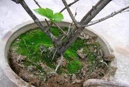 翻盆的时候放上这2样东西 花儿猛长拦都拦不住 1年的肥料钱都省了
