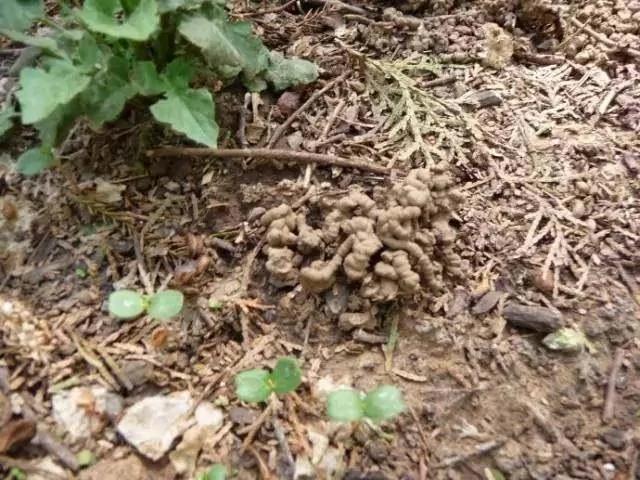 翻盆的时候放上这2样东西 花儿猛长拦都拦不住 1年的肥料钱都省了