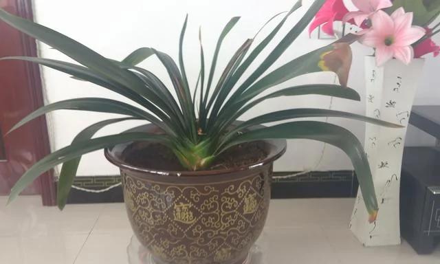 翻盆的时候放上这2样东西 花儿猛长拦都拦不住 1年的肥料钱都省了