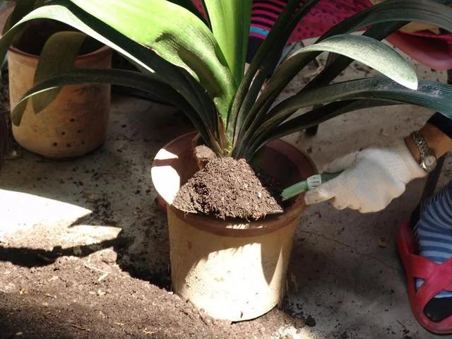 翻盆的时候放上这2样东西 花儿猛长拦都拦不住 1年的肥料钱都省了