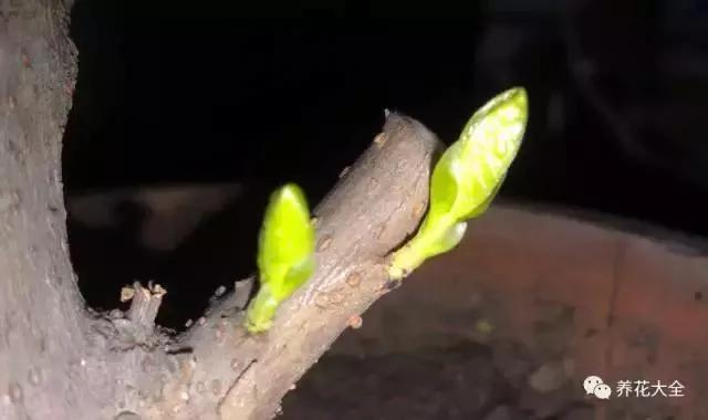 翻盆的时候放上这2样东西 花儿猛长拦都拦不住 1年的肥料钱都省了