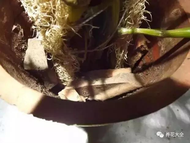 翻盆的时候放上这2样东西 花儿猛长拦都拦不住 1年的肥料钱都省了