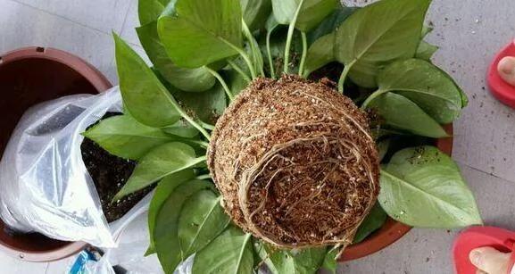 翻盆的时候放上这2样东西 花儿猛长拦都拦不住 1年的肥料钱都省了