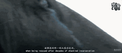 江一燕点赞的“黑幕”片都被禁播 5千万网友不干了!看完不寒而栗… (图集