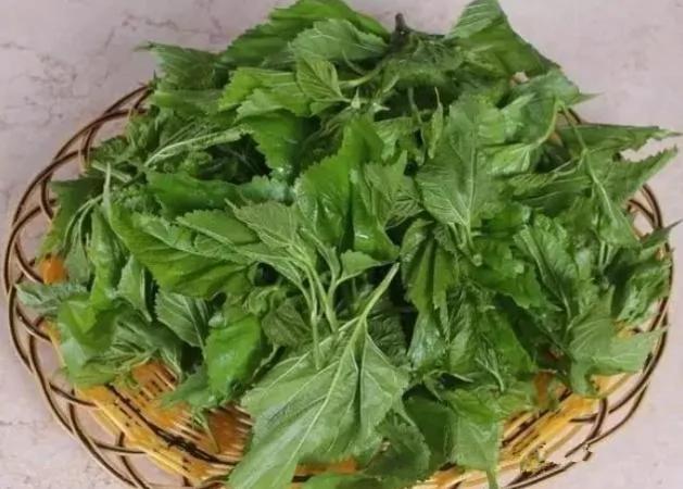 10块钱就能治好你的白头发 太厉害了!每天都洗一洗 两三天就能发现新生的头发了!