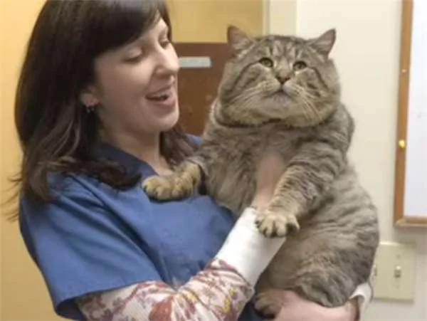 震撼!这只“虎斑大猫”偷跑去吃人家的狗饲料!“六个月”后他的样子竟然…