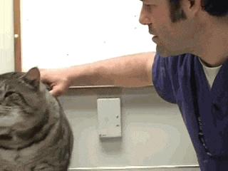 震撼!这只“虎斑大猫”偷跑去吃人家的狗饲料!“六个月”后他的样子竟然…