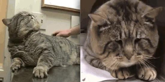 震撼!这只“虎斑大猫”偷跑去吃人家的狗饲料!“六个月”后他的样子竟然…