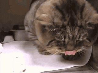 震撼!这只“虎斑大猫”偷跑去吃人家的狗饲料!“六个月”后他的样子竟然…