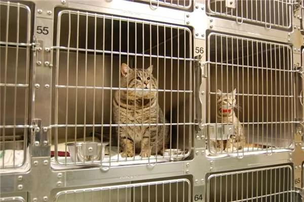 震撼!这只“虎斑大猫”偷跑去吃人家的狗饲料!“六个月”后他的样子竟然…