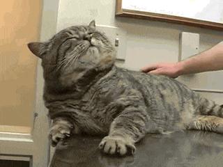 震撼!这只“虎斑大猫”偷跑去吃人家的狗饲料!“六个月”后他的样子竟然…