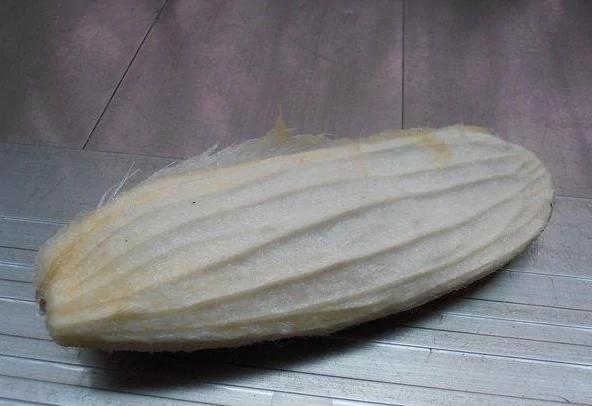 吃完芒果把核扔到花盆里 没想到一段时间后 不可思议的事情发生了…
