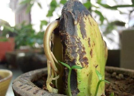吃完芒果把核扔到花盆里 没想到一段时间后 不可思议的事情发生了…