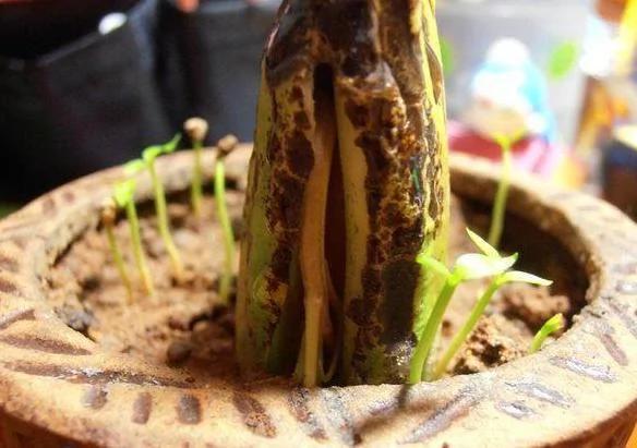 吃完芒果把核扔到花盆里 没想到一段时间后 不可思议的事情发生了…