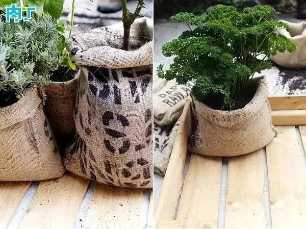 盆栽高手支招:手把手教你用废品做花盆!比买的还漂亮!