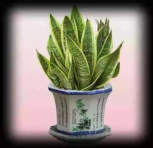 最全吸毒植物 赶紧搬回家~