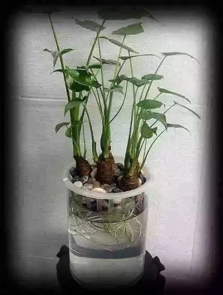 最全吸毒植物 赶紧搬回家~