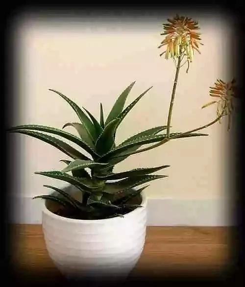 最全吸毒植物 赶紧搬回家~