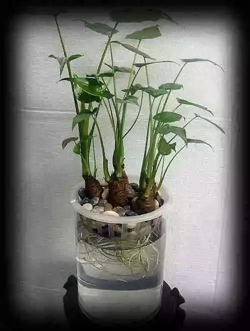 最全吸毒植物 赶紧搬回家~