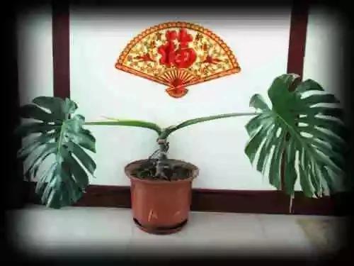 最全吸毒植物 赶紧搬回家~