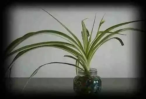 最全吸毒植物 赶紧搬回家~
