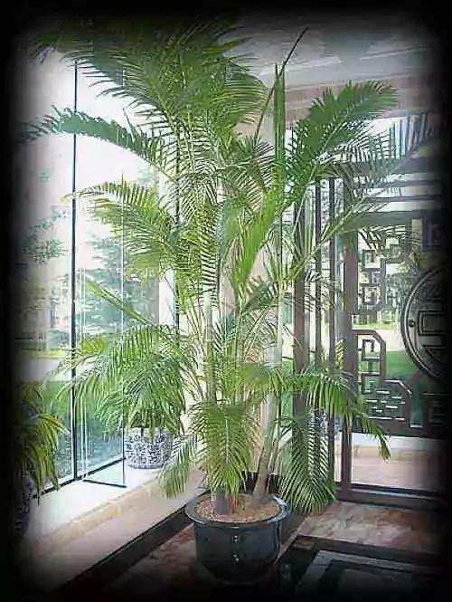 最全吸毒植物 赶紧搬回家~