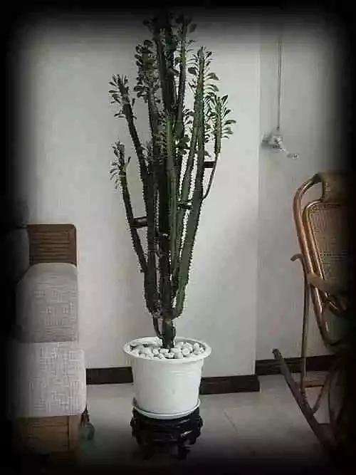 最全吸毒植物 赶紧搬回家~
