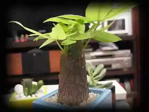 最全吸毒植物 赶紧搬回家~