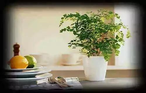 最全吸毒植物 赶紧搬回家~