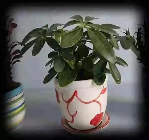 最全吸毒植物 赶紧搬回家~