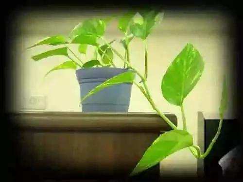 最全吸毒植物 赶紧搬回家~