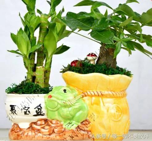 悄悄的告诉你 这9款植物放在客厅 不仅好看 关键是旺财