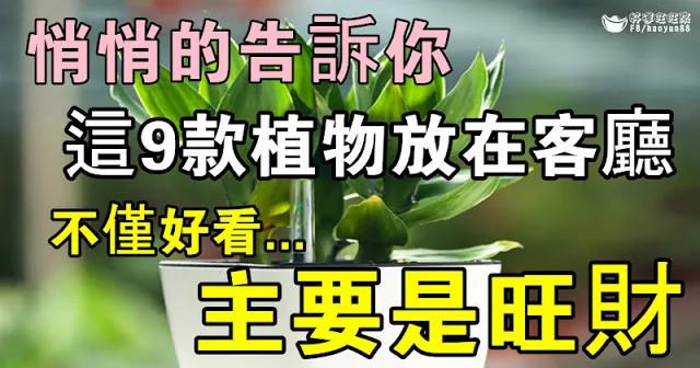 悄悄的告诉你 这9款植物放在客厅 不仅好看 关键是旺财