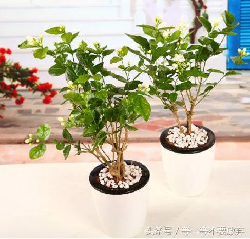 悄悄的告诉你 这9款植物放在客厅 不仅好看 关键是旺财