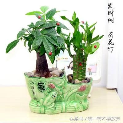 悄悄的告诉你 这9款植物放在客厅 不仅好看 关键是旺财