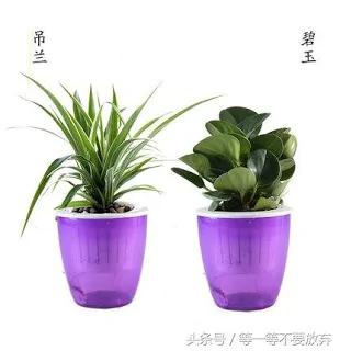 悄悄的告诉你 这9款植物放在客厅 不仅好看 关键是旺财