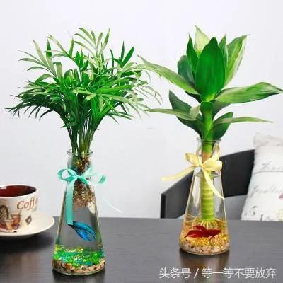 悄悄的告诉你 这9款植物放在客厅 不仅好看 关键是旺财