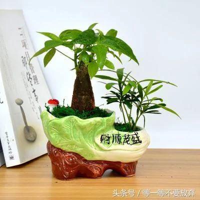 悄悄的告诉你 这9款植物放在客厅 不仅好看 关键是旺财