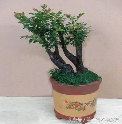 悄悄的告诉你 这9款植物放在客厅 不仅好看 关键是旺财
